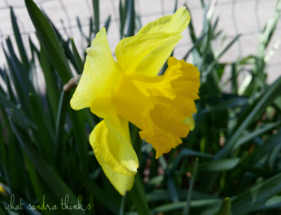 daffodil.